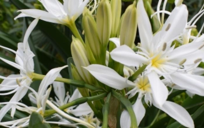 Premio “Orto Botanico di Roma” per la Conservazione della Biodiversità Vegetale