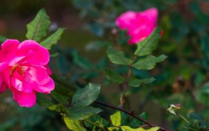 UN GIRO DEL MONDO ATTRAVERSO LE FIORITURE - 1 e 2 maggio Orto botanico