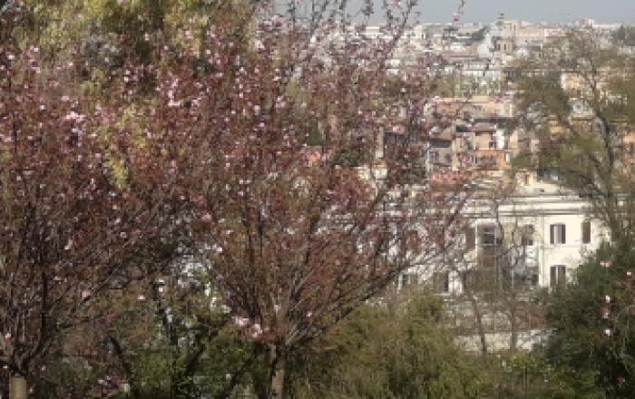 Orto botanico corsi di giardinaggio, foto dei ciliegi in fiore con panorama su Roma