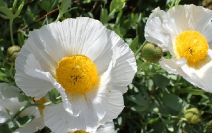 Concorso fotografico, premiazione vincitori, immagine con papavero dell'orto