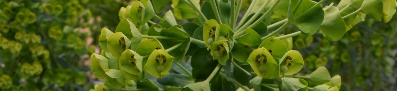 Premio “Orto Botanico di Roma” per la Conservazione della Biodiversità Vegetale