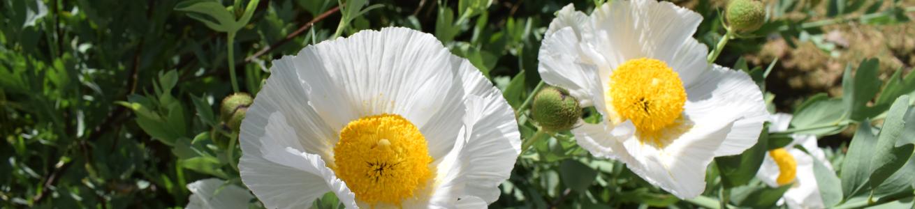 Support the Botanic Garden of Rome