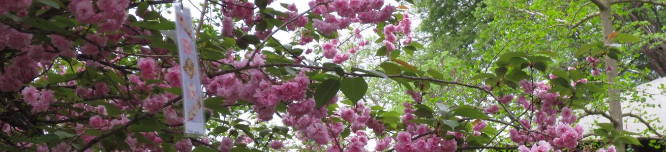 Hanami all’Orto Botanico 2022