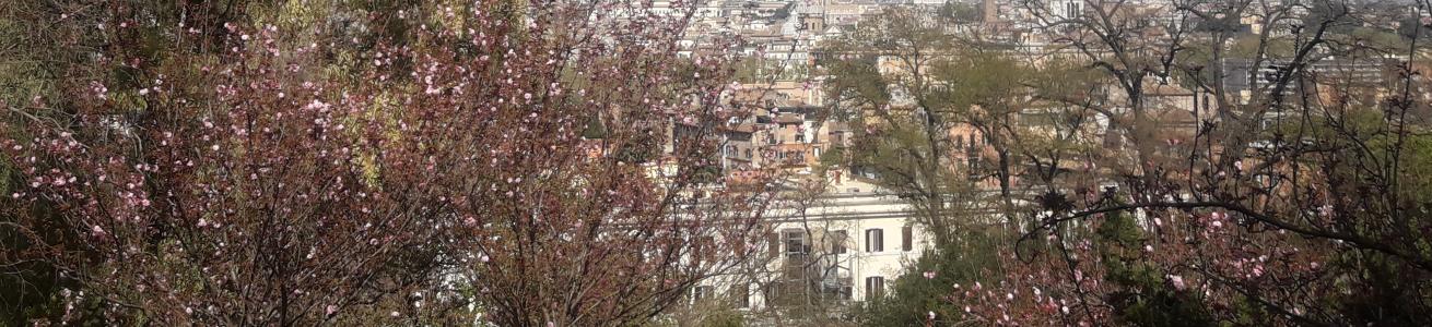 Orto botanico corsi di giardinaggio, foto dei ciliegi in fiore con panorama su Roma